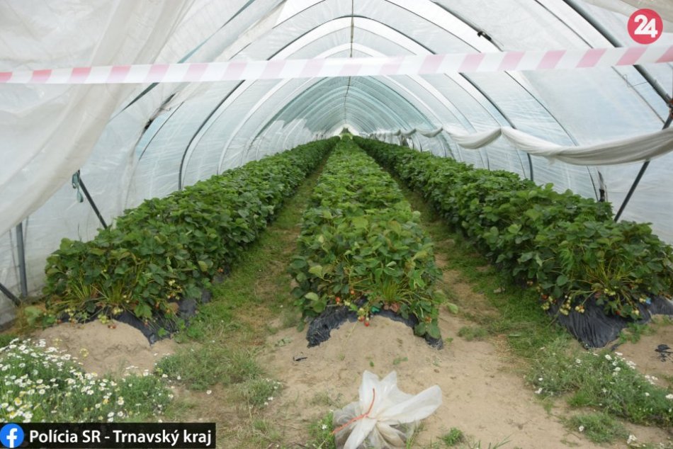 Ilustračný obrázok k článku Na samozber zabudnite. Zlodeji ukradli stovky kilogramov jahôd!