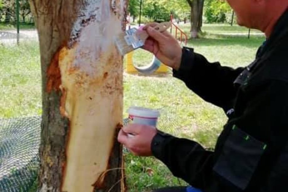 Ilustračný obrázok k článku Finančnú odmenu ponúkajú za dolapenie nezodpovedného majiteľa pitbula – zničil strom!, FOTO