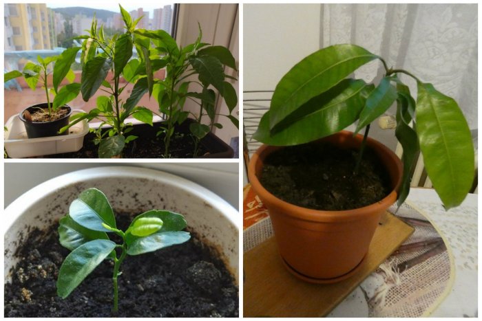 Ilustračný obrázok k článku Avokádo, mango aj čili: Balkóny Slovákov počas pandémie rozkvitli, FOTO