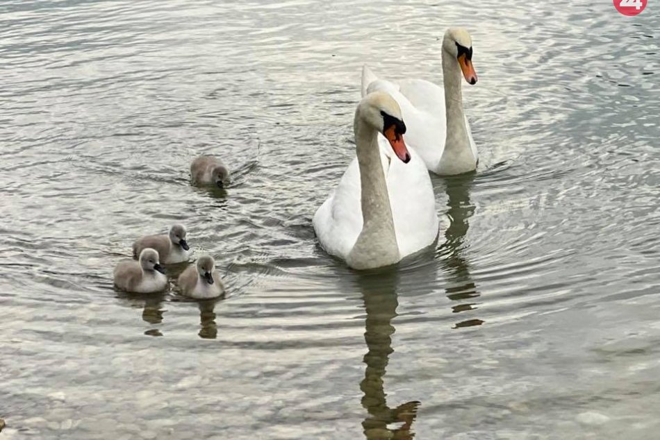 Ilustračný obrázok k článku Nevídaná služba: Labute zo Štrkovca budú mať svojho strážnika