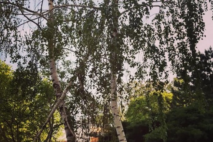 Ilustračný obrázok k článku Vo Vrakuni vonia jar! Samospráva začala s kosením trávy a orezávaním kríkov