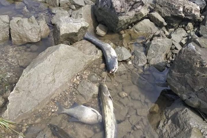 Ilustračný obrázok k článku Nezmyselné masakrovanie? Minister Ján Budaj dal prešetriť úhyn rýb pri Čunove