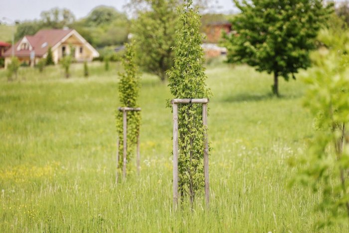 Ilustračný obrázok k článku Niektoré plochy v Prešove mesto vyňalo z pravidelnej kosby: Má to podstatný dôvod