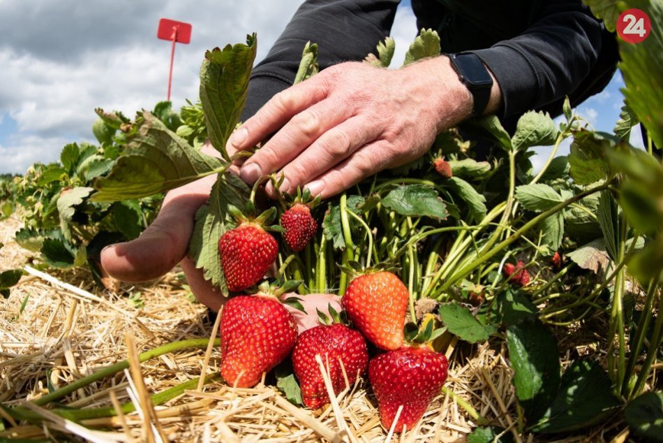 Ilustračný obrázok k článku Jahodári sa nevedia dočkať: Samozber v okolí Nitry sa začne už čoskoro!