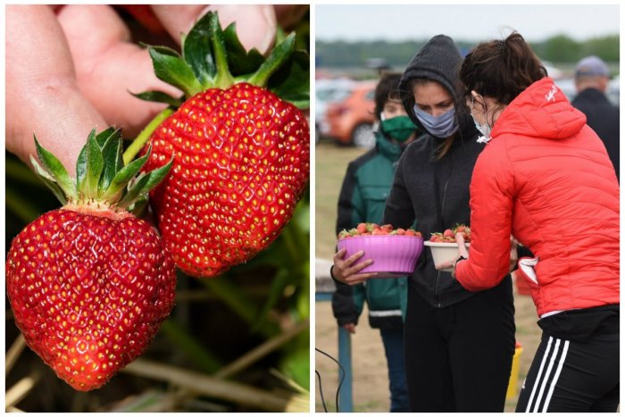 Ilustračný obrázok k článku Začali sa samozbery jahôd! Kedy sa oplatí vyraziť na polia? + MAPA