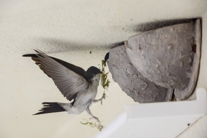 Ilustračný obrázok k článku Za zhodenie hniezda lastovičke alebo belorítke hrozí mastná pokuta