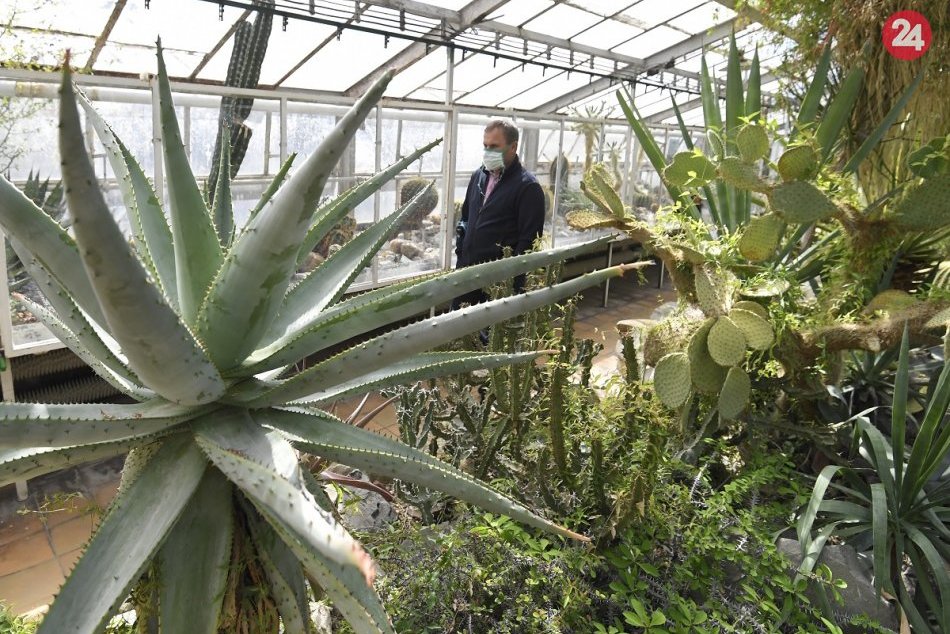 Ilustračný obrázok k článku Novinky v Botanickej záhrade. Vysadia nové stromy a pribudne i kaviareň