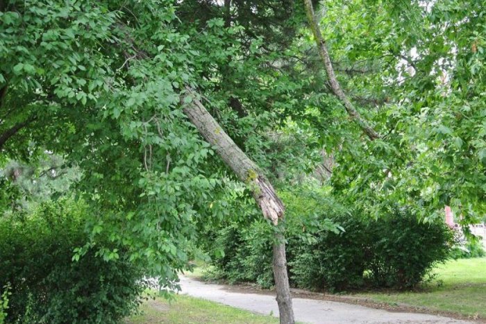 Ilustračný obrázok k článku Nešťastie v Nitre: Odlomený konár spadol na ženu s dieťaťom