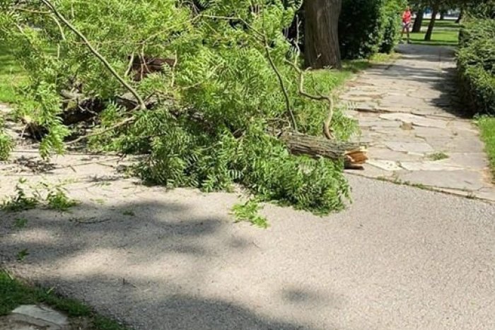 Ilustračný obrázok k článku V nitrianskom parku hrozil ďalší nebezpečný pád konára: Zasahovať museli hasiči