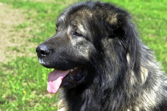 Ilustračný obrázok k článku Pes bezdôvodne zaútočil na dôchodkyňu. Majiteľke zvieraťa hrozí rok za mrežami