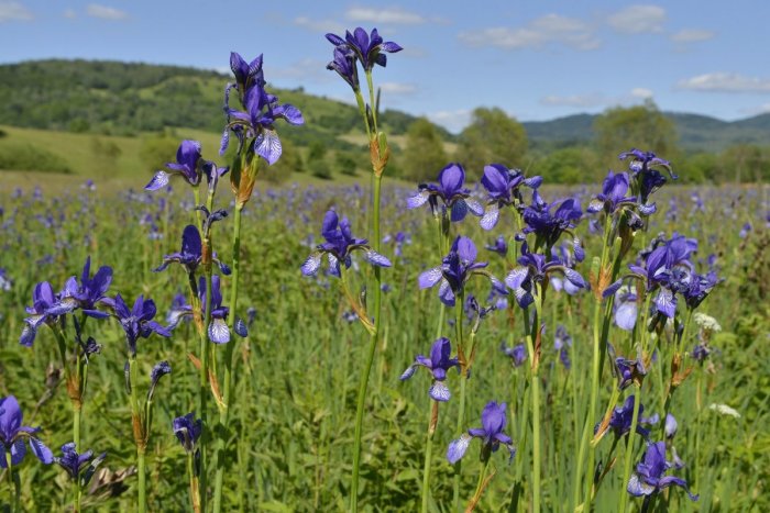 Ilustračný obrázok k článku Kosatce na Hostovických lúkach meškajú s kvitnutím: Ani ochranári si to zatiaľ nevedia vysvetliť