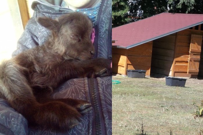 Ilustračný obrázok k článku Babičkin dvor ožíva: Narodila sa nová rozkošná obyvateľka