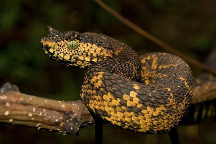 Ilustračný obrázok k článku SVET O SLOVENSKU: Mal doma 25 hadov. A potom sa stalo, čo nečakal