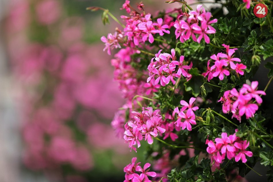 Ilustračný obrázok k článku FOTO: S príchodom letného oteplenia obmenili v centre mesta tisícky jarných kvetov