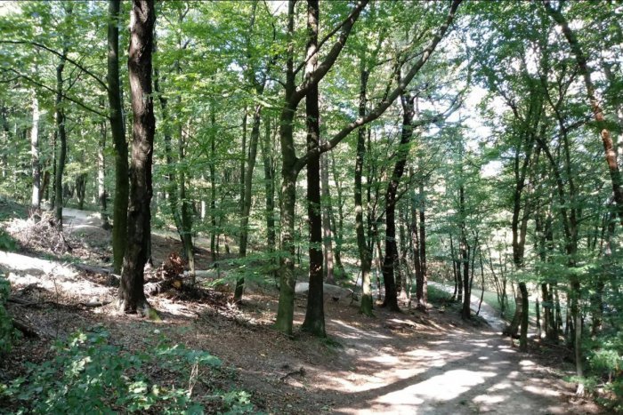 Ilustračný obrázok k článku Dobrá správa. Do Mestských lesov ísť môžete ale niečo dodržať musíte