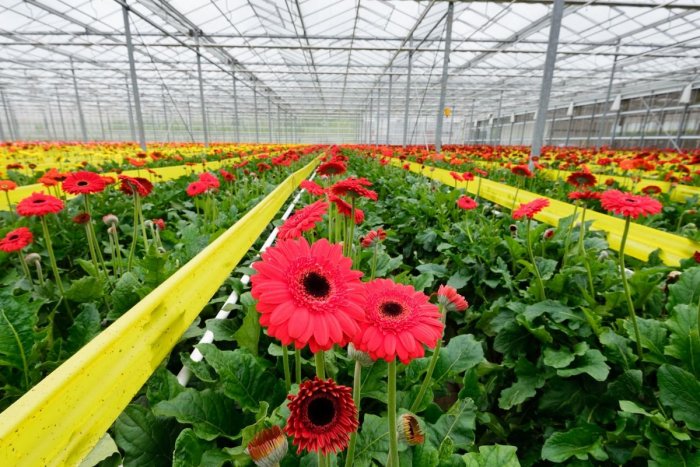 Ilustračný obrázok k článku Neďaleko Zámkov postavia skleníky: Ročne chcú vypestovať 5 miliónov kusov gerber
