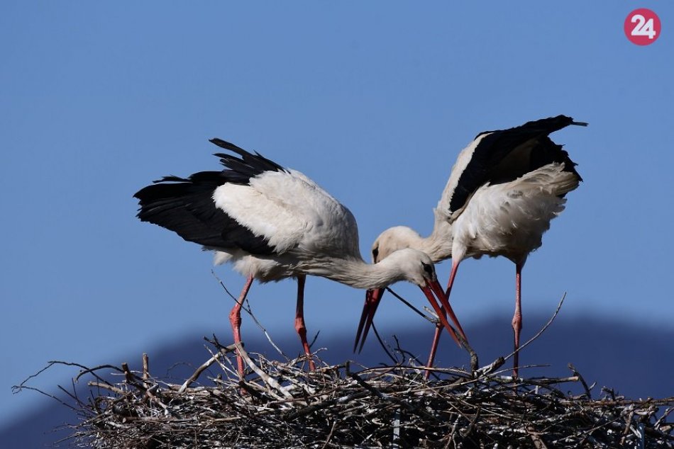 Ilustračný obrázok k článku Bociany dostali v Poiplí stĺpy na hniezdenie: Reakcia bola doslova blesková
