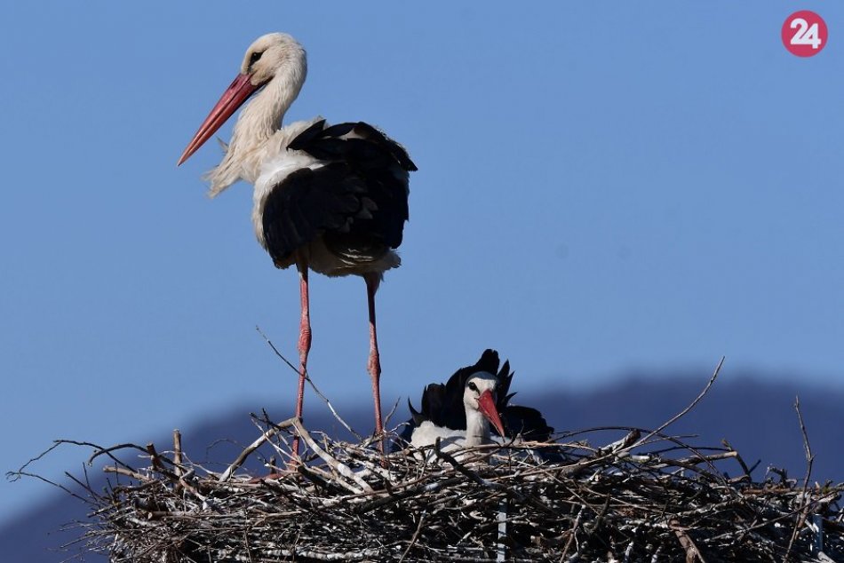Ilustračný obrázok k článku Bociania rodika v obci Mojš sa rozrástla: Ochranári zakrúžkovali štyri mláďatá