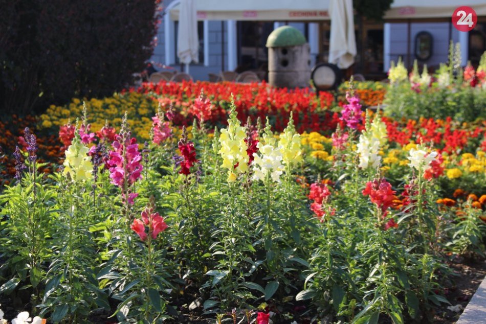 Ilustračný obrázok k článku Alergici si v Bystrici ešte nevydýchnu. Toto ukázali najnovšie merania