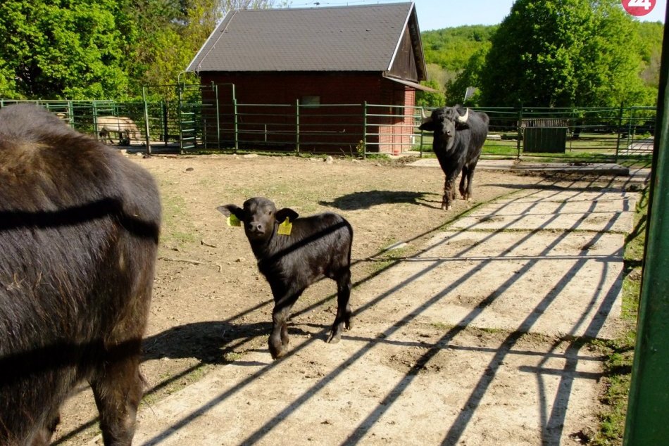 Ilustračný obrázok k článku Návštevnícky rekord tento rok v košickej zoo padať nebude