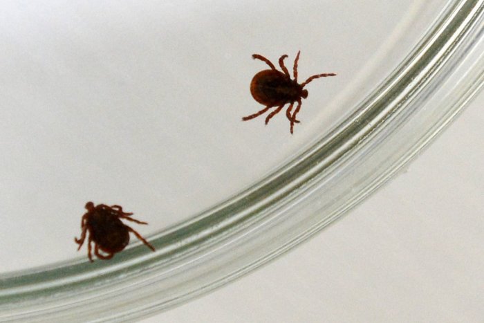 Ilustračný obrázok k článku Nové prípady kliešťovej encefalitídy: Pribudli v Bystrickom aj Breznianskom okrese