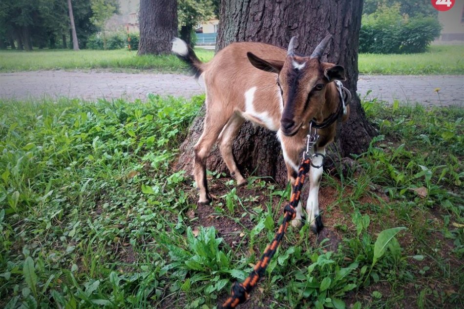 Ilustračný obrázok k článku Mestská polícia zadržala Štefana: Malý capko sa túlal v bystrickom parku, FOTO