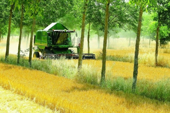 Ilustračný obrázok k článku Trnava má záujem zmeniť nudné polia na agrolesy