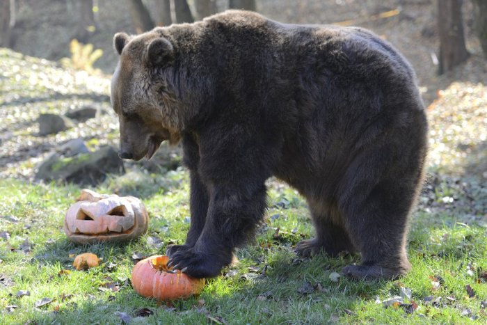 Ilustračný obrázok k článku Problémové medvede na Liptove: Ministerstvo prišlo s riešením