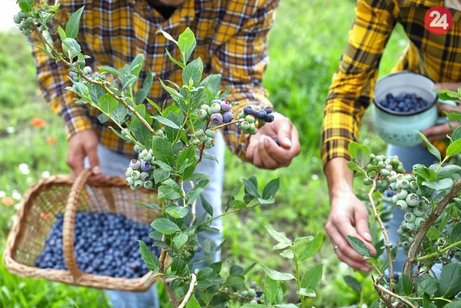 Ilustračný obrázok k článku Najväčší čučoriedkový sad má zaujímavý systém opeľovania. Bobule strážia špeciálne cvičené dravce
