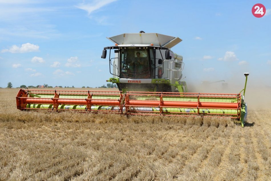 Ilustračný obrázok k článku Na poliach sa pracuje aj v okolí Michaloviec: Začiatok žatvy označili za zložitý