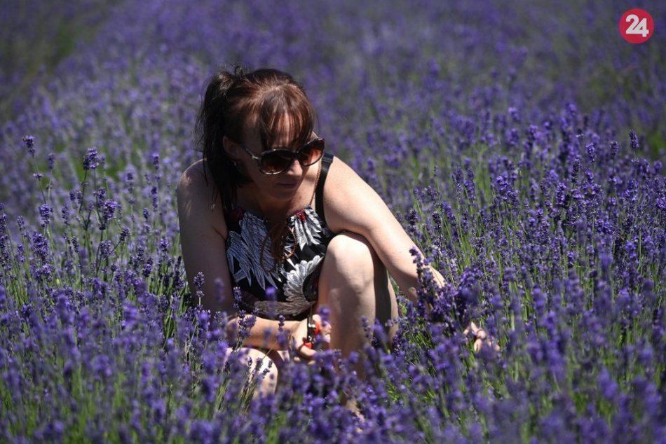 Ilustračný obrázok k článku Ako v Provensálsku: Nazbierajte si voňavú LEVANDUĽU kúsok za Bratislavou