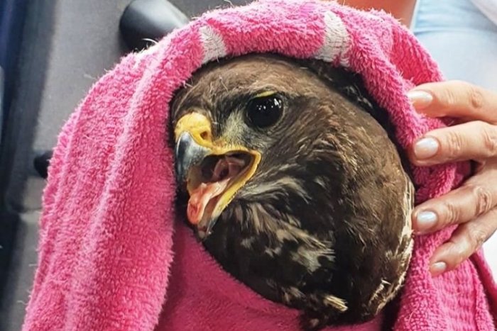 Ilustračný obrázok k článku Ďakovačka prešovskej polície: Žena pri diaľnici našla zraneného dravca