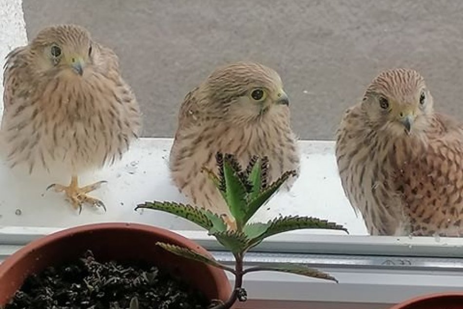 Ilustračný obrázok k článku Najskôr vajíčka, teraz veľkí krásavci: Príbeh bystrických sokolov má krásny koniec, FOTO