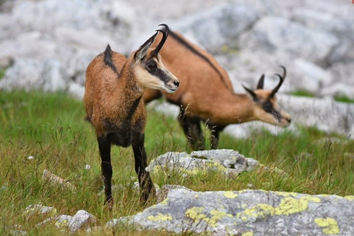 Ilustračný obrázok k článku Nelichotivá inventúra tatranských kamzíkov: Kde sa stala chyba?