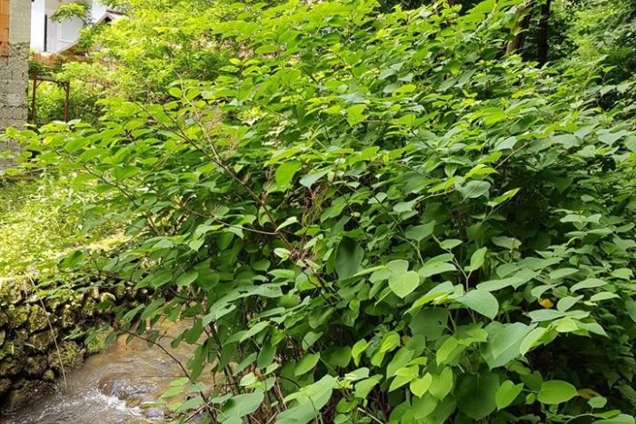 Ilustračný obrázok k článku Táto rastlina je poriadna "hnusoba". Ak ju uvidíte, upozornite na ňu odborníkov!