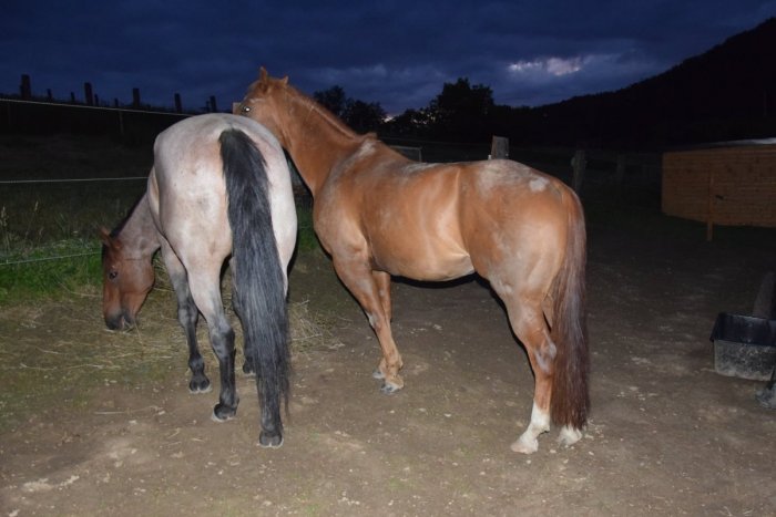 Ilustračný obrázok k článku Kuriózna nehoda: Opitý vodič nedal prednosť jazdcom na koňoch, FOTO