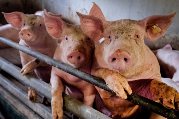 Ilustračný obrázok k článku Na dolnom Zemplíne výrazne stúpol počet chovov ošípaných