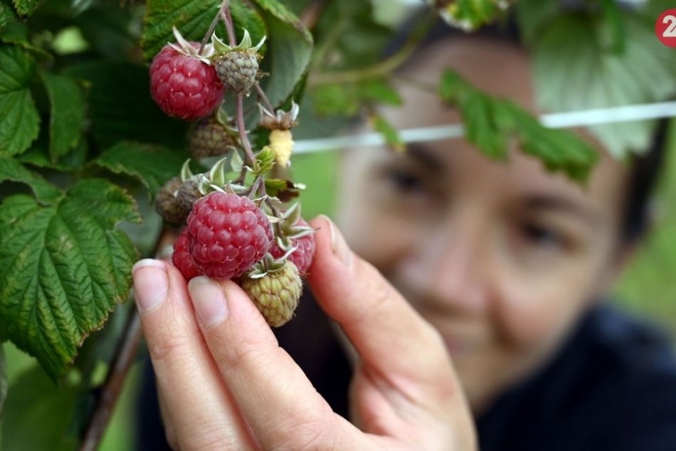 Ilustračný obrázok k článku MALINY sa ujmú od Tatier až po Komárno: Záhradkár Hričovský odporúča túto odrodu, VIDEO