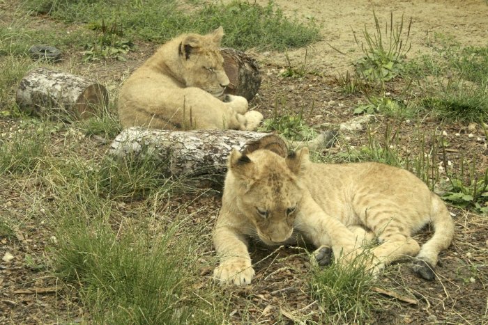 Ilustračný obrázok k článku ZOO Bojnice plánuje veľkú investíciu: Sledujte, čo plánujú vybudovať