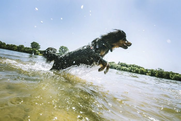 Ilustračný obrázok k článku Psíci sa nemôžu kúpať hocikde: K TOMUTO jazeru v Bratislave majú vstup ZAKÁZANÝ