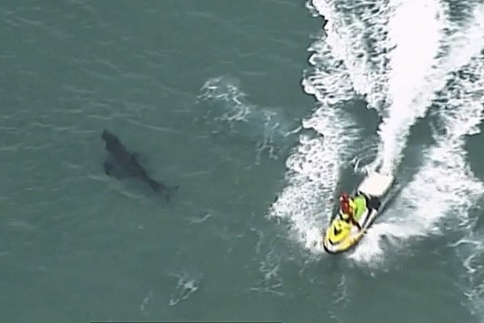 Ilustračný obrázok k článku HOROR vo vode: Žralok stiahol z rybárskej lode do mora desaťročného chlapca