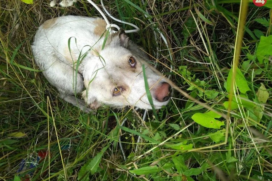 Ilustračný obrázok k článku Otrasné! Týranému psovi uviazali kábel okolo krku a hodili do rieky! FOTO