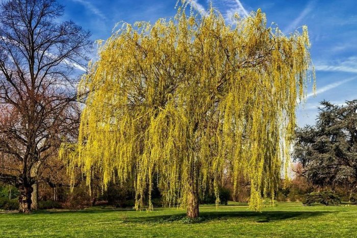 Ilustračný obrázok k článku Kuriózna krádež v Hranovnici: Sledujte, čo zmizlo z dutiny stromu