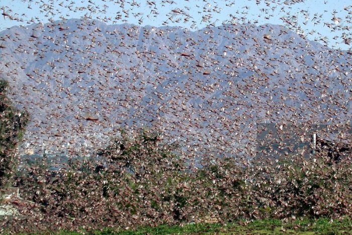 Ilustračný obrázok k článku Do Európy mieria púštne kobylky. Invázia môže spôsobiť katastrofu!