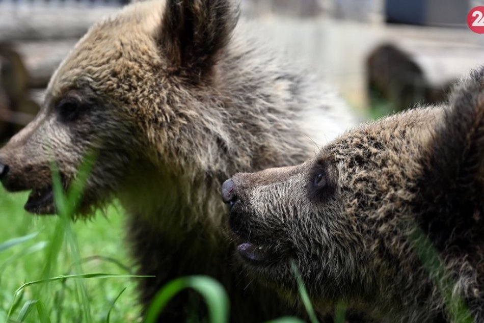 Ilustračný obrázok k článku Po usmrtení medvedice ostali bez matky TRI mláďatá: Čo s nimi bude?