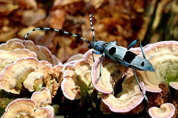 Ilustračný obrázok k článku Lesopark je plný farieb. Ktoré živočíchy zachránilo obmedzenie ťažby?