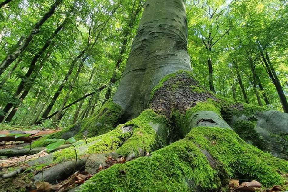 Ilustračný obrázok k článku Najkrajší darček k sviatku: Bratislavčania obdarúvajú blízkych stromami