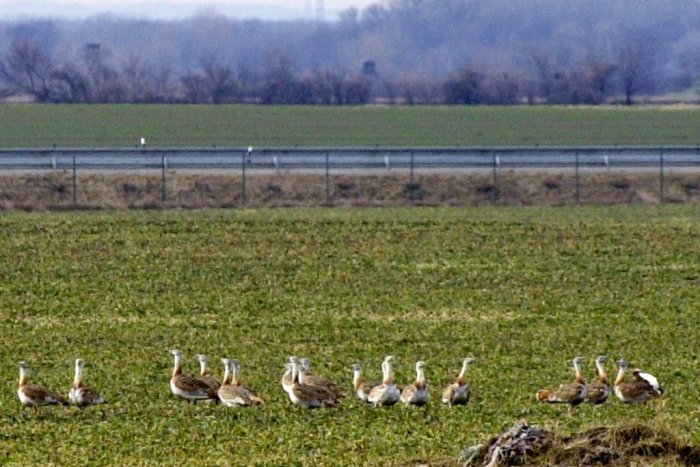 Ilustračný obrázok k článku Vzácne vtáky sú späť! Neďaleko Bratislavy dokonca priviedli na svet mláďatá