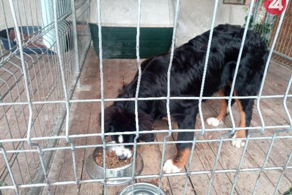 Ilustračný obrázok k článku Spoznávate tohto psíka? Bystrickí mestskáči hľadajú jeho majiteľa, FOTO