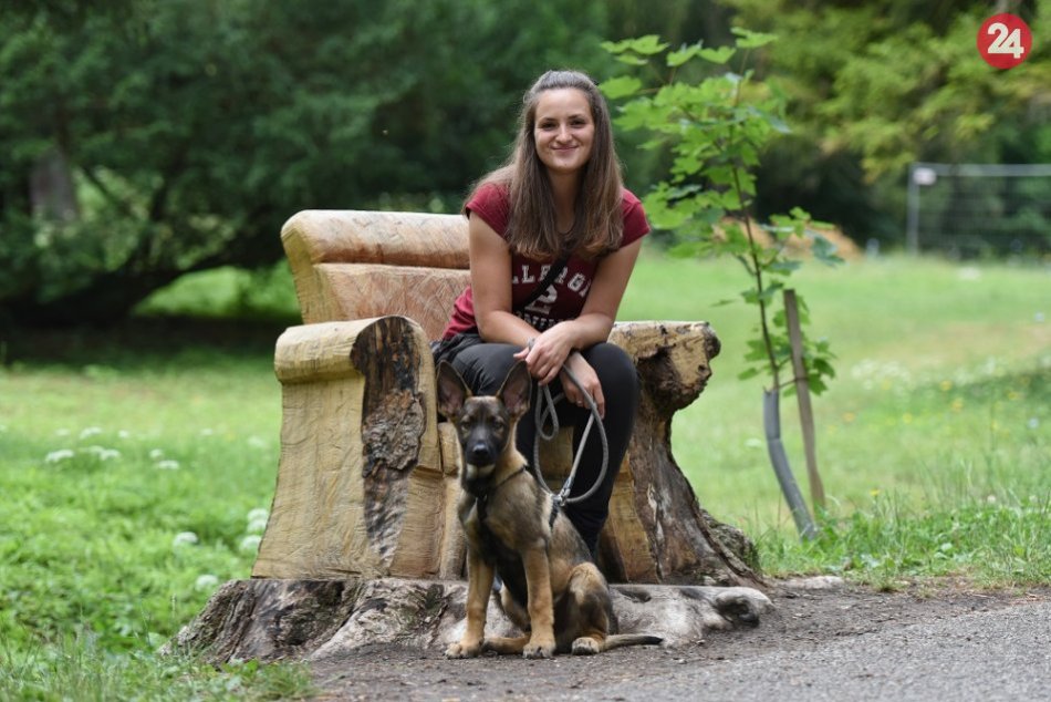 Ilustračný obrázok k článku Peter vdýchol odumretým pňom nový život. Urobil z nich umelecké diela